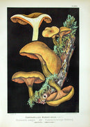 Leuba Mushroom Print 1890 Chanterelle - Panteek Antique Prints