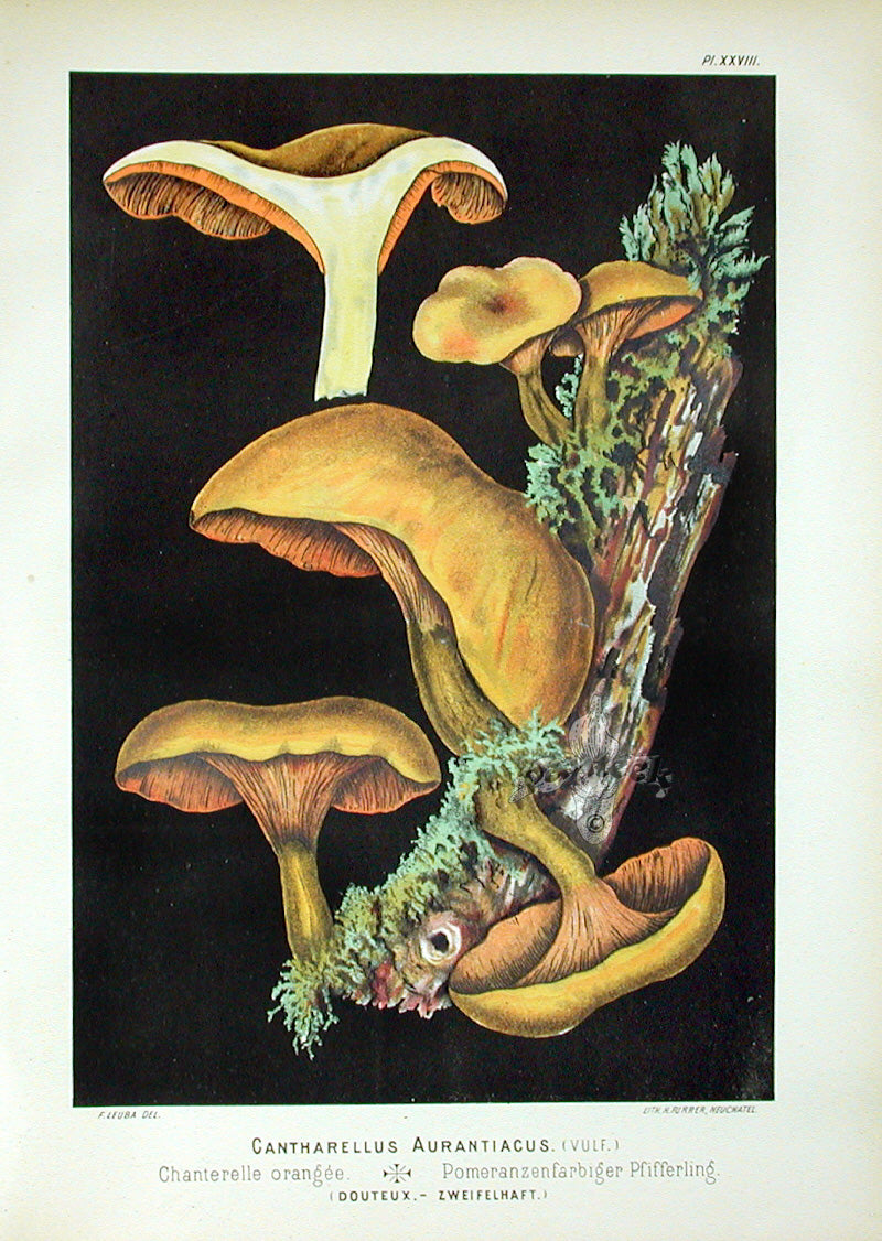 Leuba Mushroom Print 1890 Chanterelle