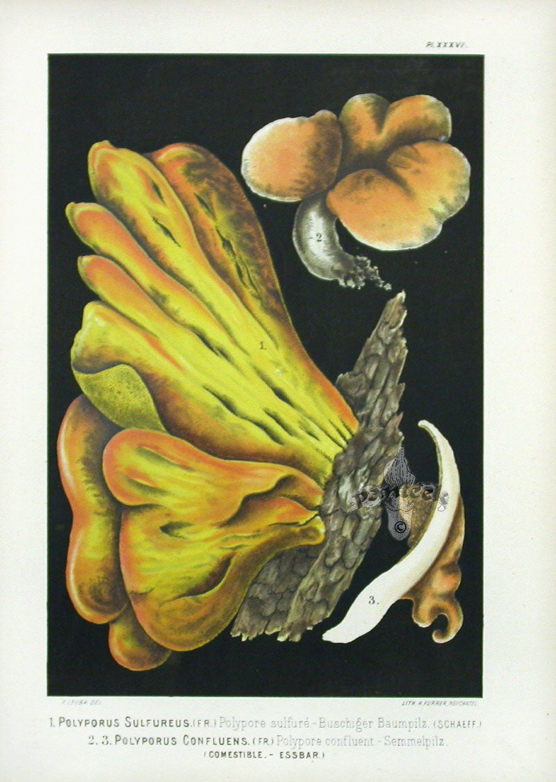 Leuba Mushroom Print 1890 Chicken Mushroom