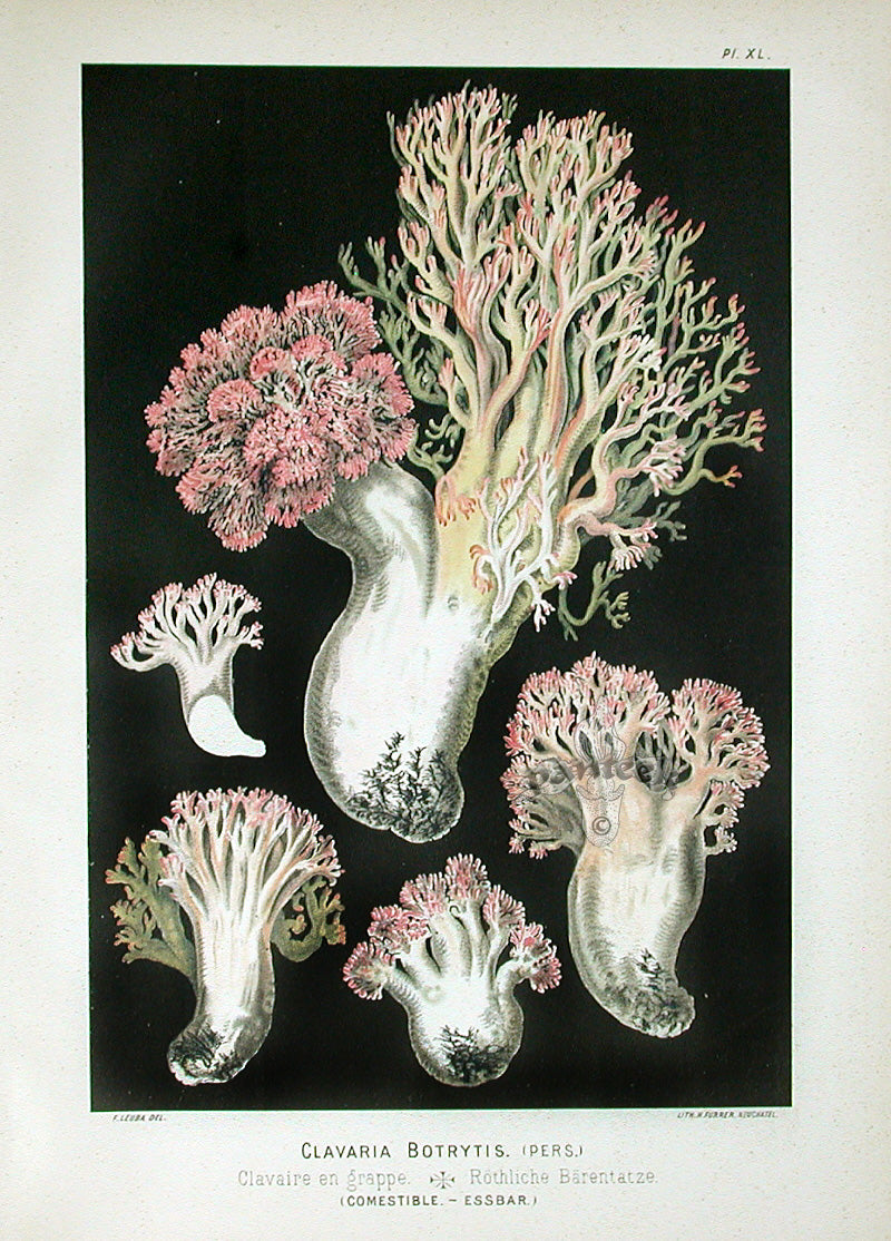 Leuba Mushroom Print 1890 Clustered Coral Mushroom