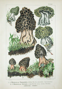 Leuba Mushroom Print 1890 Common Morel - Panteek Antique Prints