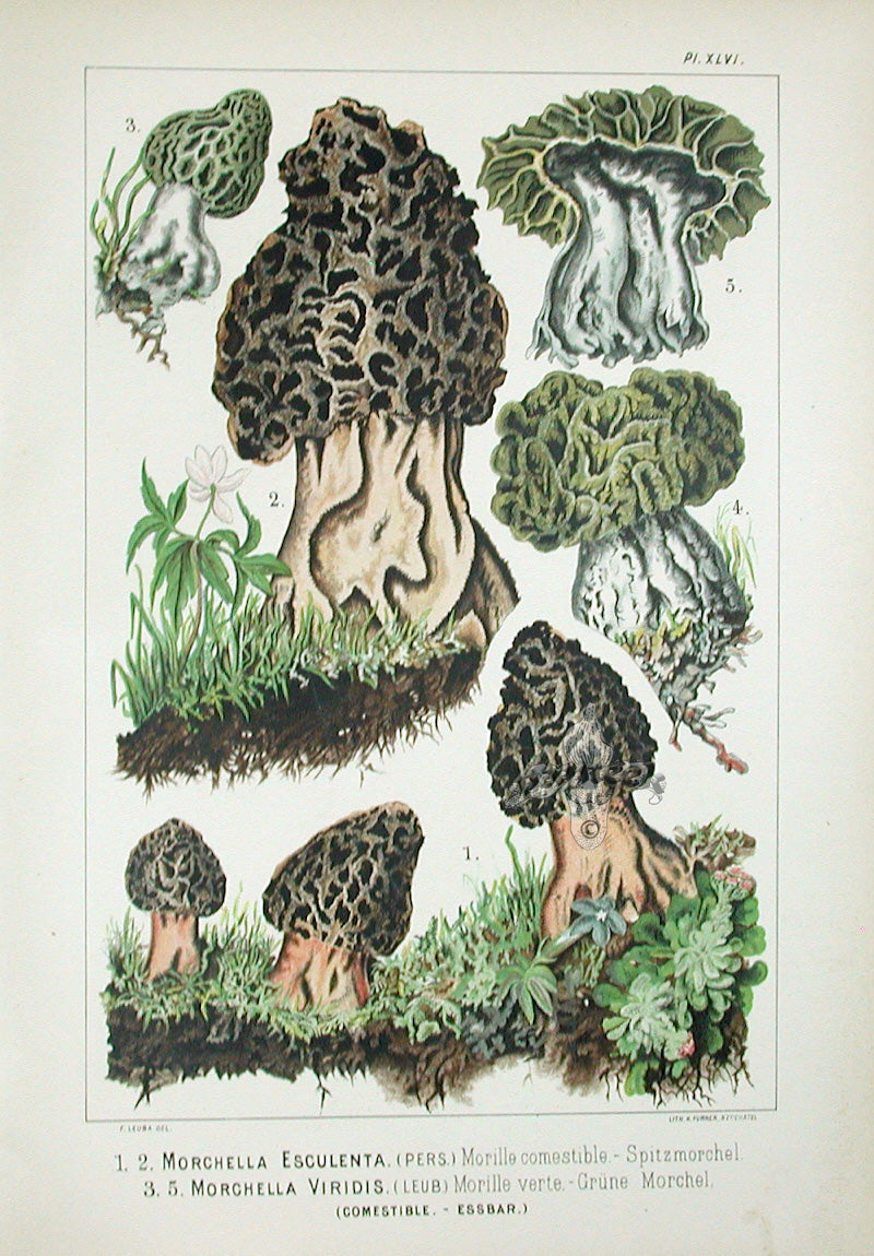 Leuba Mushroom Print 1890 Common Morel