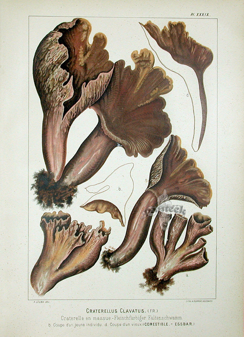 Leuba Mushroom Print 1890 Craterellus Clavatus