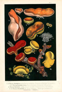 Leuba Mushroom Print 1890 Cup Fungi - Panteek Antique Prints