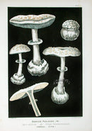 Leuba Mushroom Print 1890 Death Cap - Panteek Antique Prints