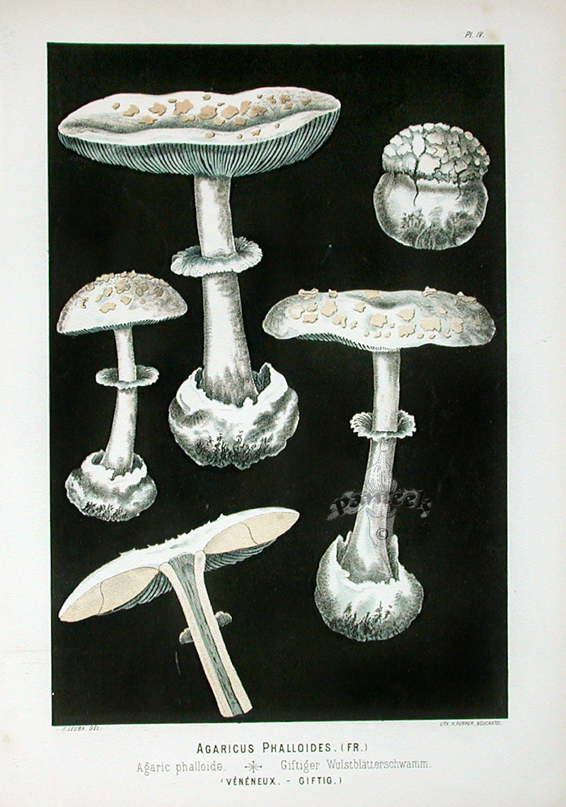 Leuba Mushroom Print 1890 Death Cap