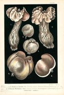 Leuba Mushroom Print 1890 Elfin Saddle - Panteek Antique Prints