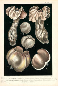 Leuba Mushroom Print 1890 Elfin Saddle - Panteek Antique Prints