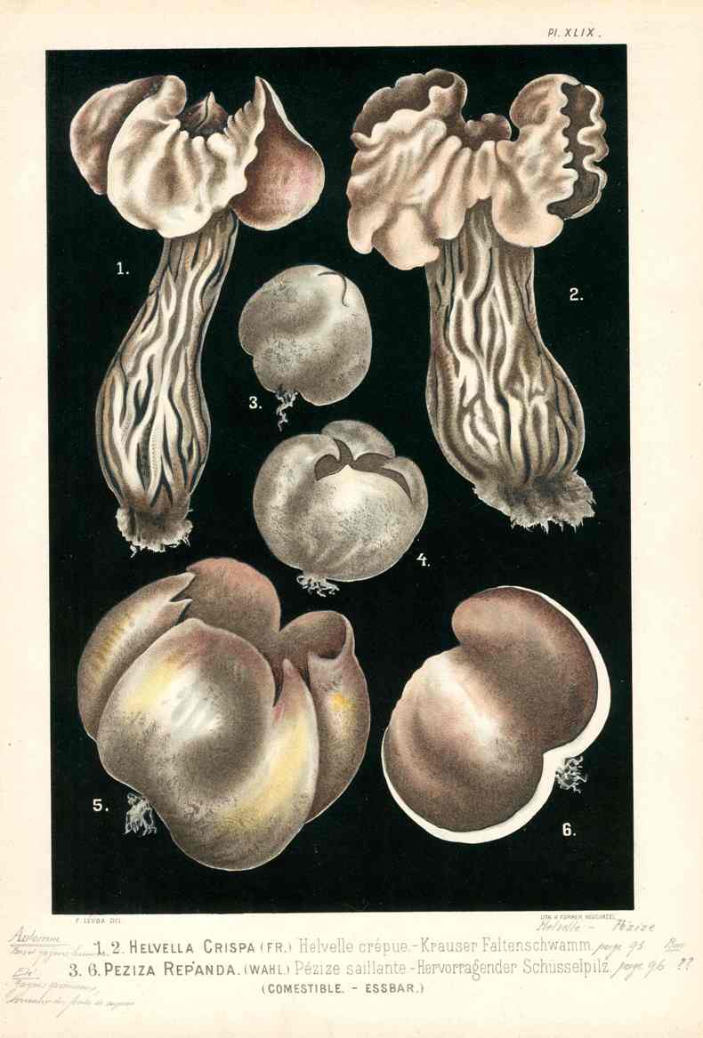 Leuba Mushroom Print 1890 Elfin Saddle