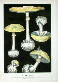Leuba Mushroom Print 1890 False Death Cap - Panteek Antique Prints