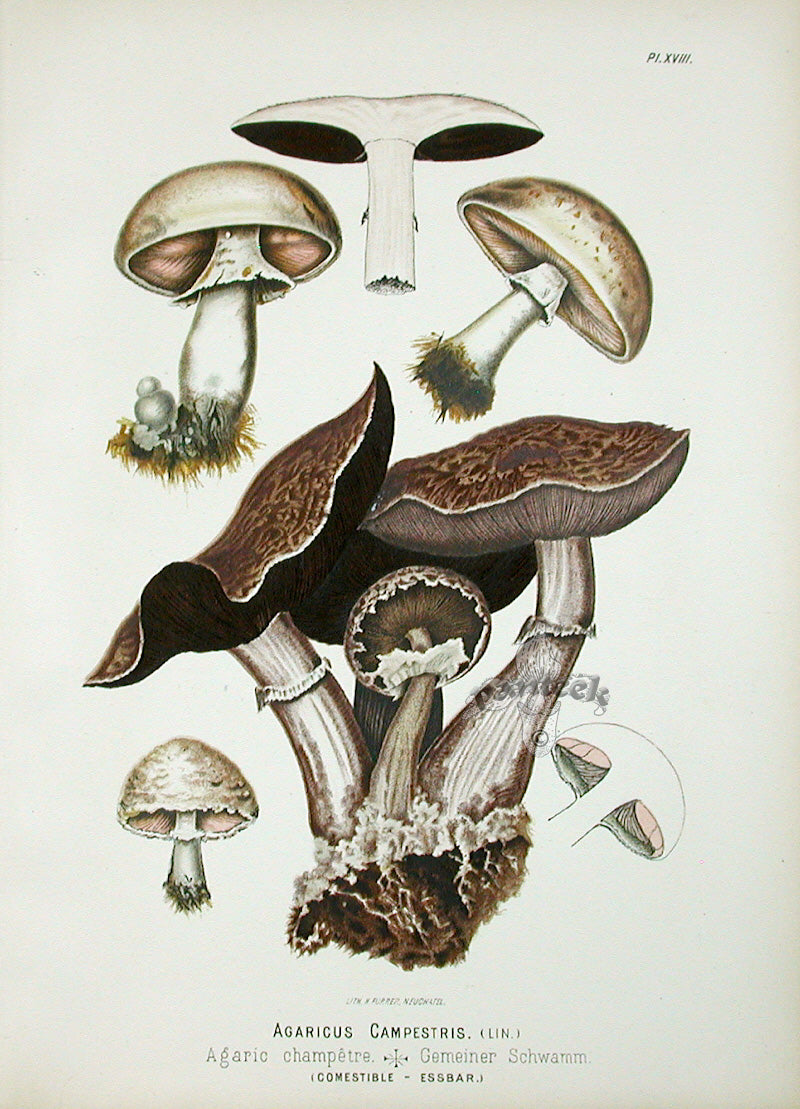 Leuba Mushroom Print 1890 Field Mushroom