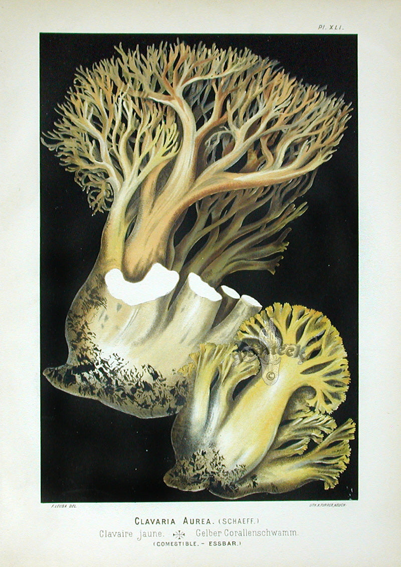 Leuba Mushroom Print 1890 Golden Coral Fungus