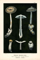 Leuba Mushroom Print 1890 Grisette - Panteek Antique Prints