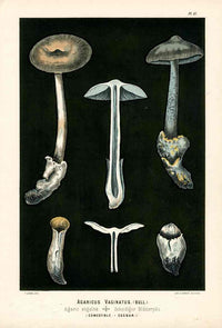 Leuba Mushroom Print 1890 Grisette - Panteek Antique Prints
