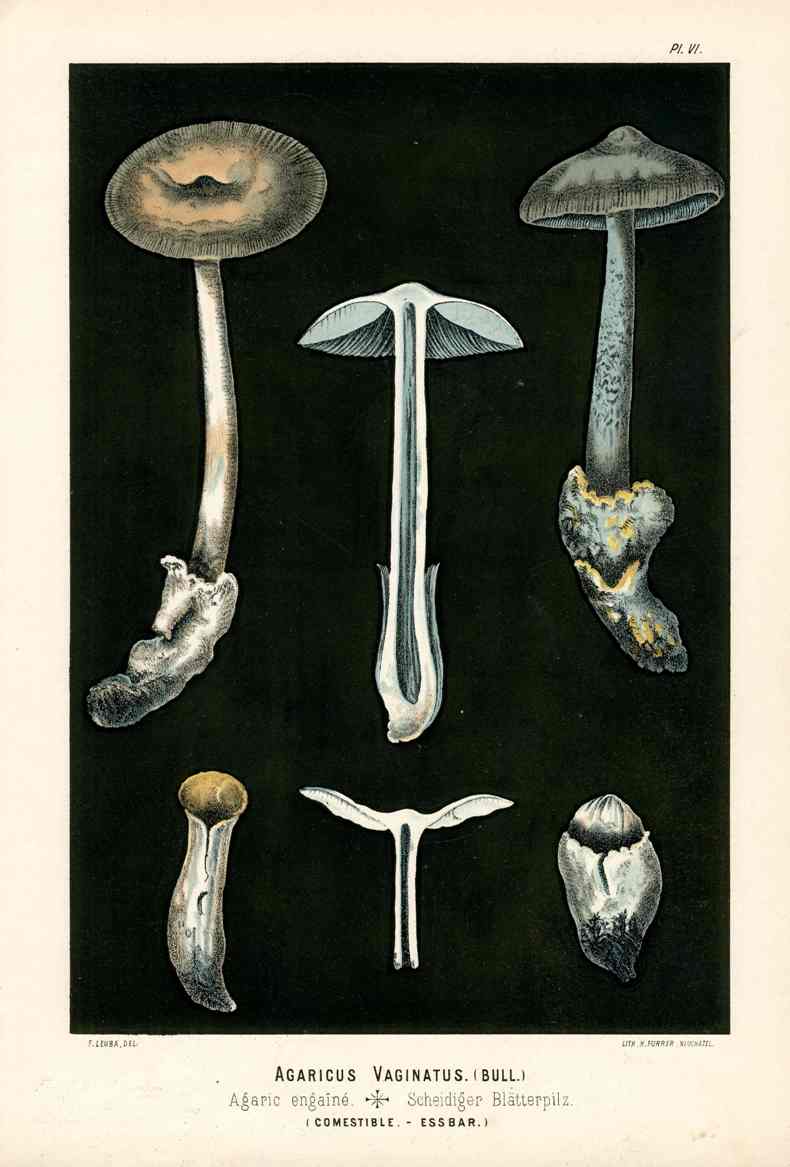 Leuba Mushroom Print 1890 Grisette