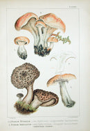 Leuba Mushroom Print 1890 Hedgehog - Panteek Antique Prints