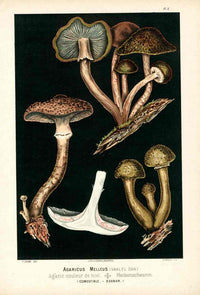 Leuba Mushroom Print 1890 Honey Mushroom - Panteek Antique Prints