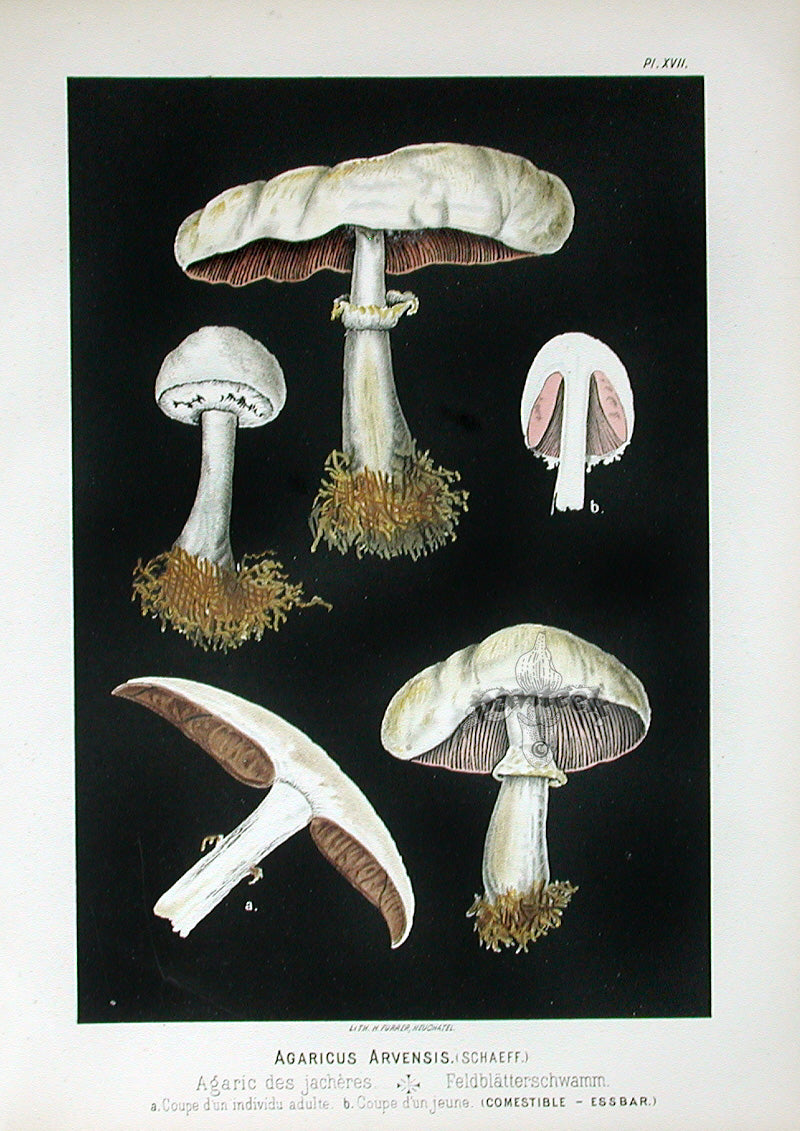 Leuba Mushroom Print 1890 Horse Mushroom