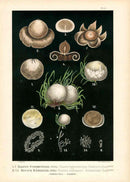 Leuba Mushroom Print 1890 Hygroscopic Earthstar - Panteek Antique Prints