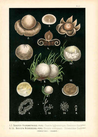 Leuba Mushroom Print 1890 Hygroscopic Earthstar - Panteek Antique Prints
