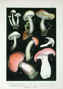 Leuba Mushroom Print 1890 Ivory Waxy Cap - Panteek Antique Prints