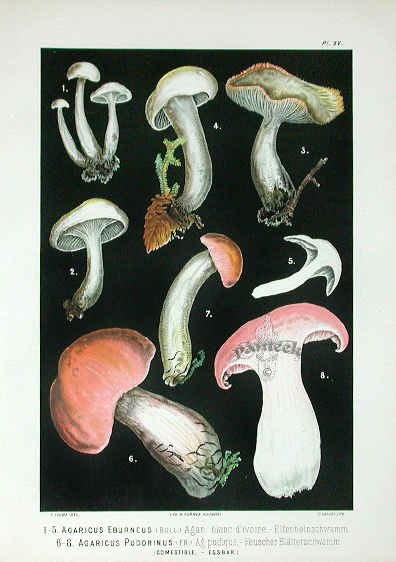 Leuba Mushroom Print 1890 Ivory Waxy Cap