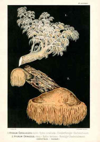 Leuba Mushroom Print 1890 Lion's Mane - Panteek Antique Prints