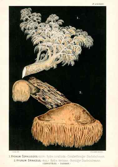 Leuba Mushroom Print 1890 Lion's Mane