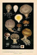 Leuba Mushroom Print 1890 Lycoperdon Echinatum - Panteek Antique Prints