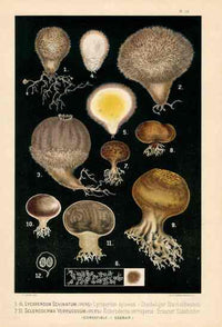 Leuba Mushroom Print 1890 Lycoperdon Echinatum - Panteek Antique Prints
