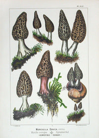 Leuba Mushroom Print 1890 Morels - Panteek Antique Prints