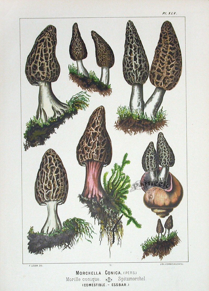 Leuba Mushroom Print 1890 Morels