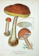 Leuba Mushroom Print 1890 Orange Oak Bolete - Panteek Antique Prints