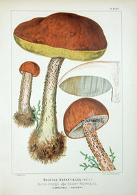 Leuba Mushroom Print 1890 Orange Oak Bolete - Panteek Antique Prints