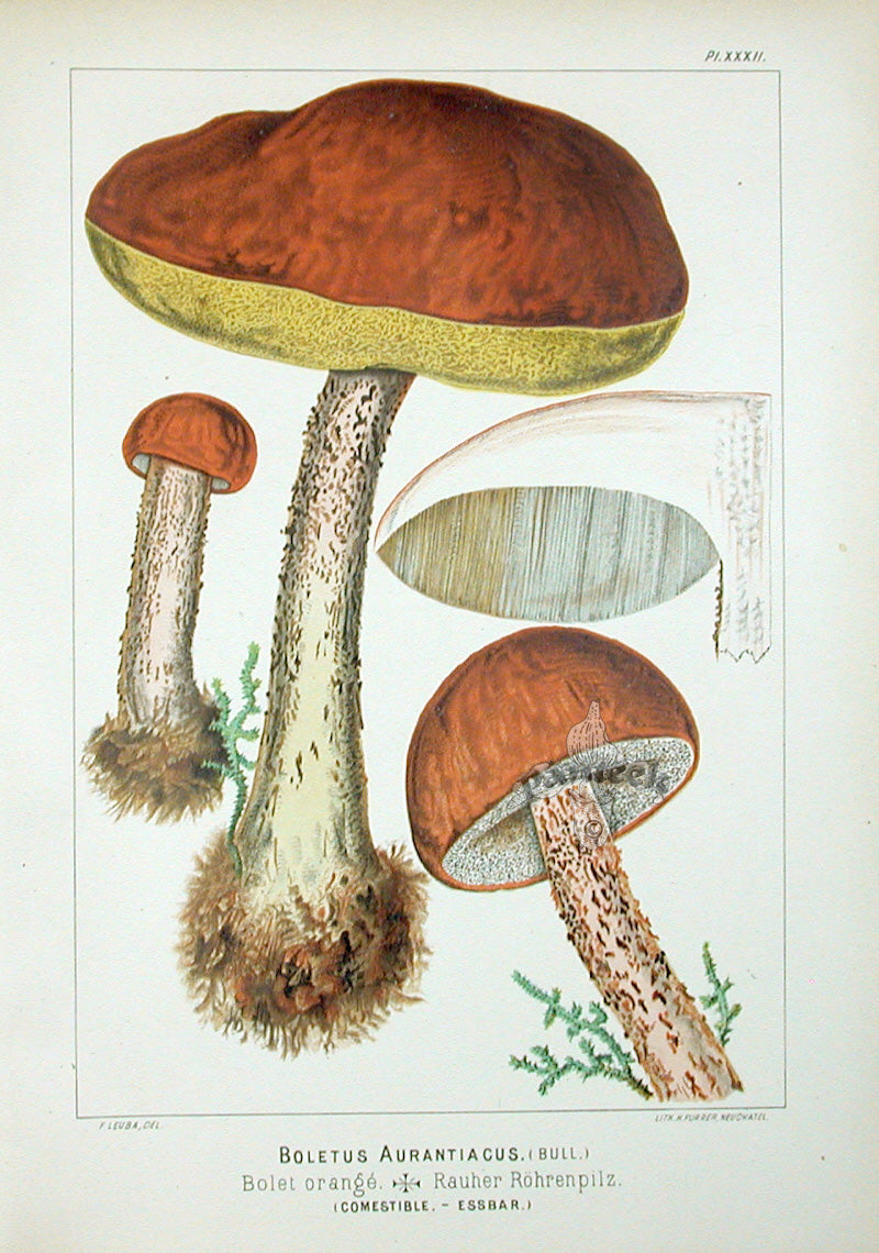 Leuba Mushroom Print 1890 Orange Oak Bolete