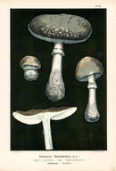 Leuba Mushroom Print 1890 Panther Cap - Panteek Antique Prints