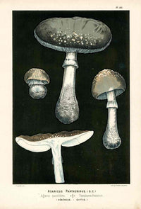 Leuba Mushroom Print 1890 Panther Cap - Panteek Antique Prints