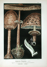 Leuba Mushroom Print 1890 Parasol - Panteek Antique Prints