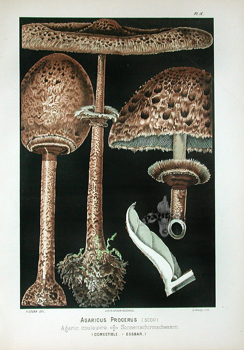 Leuba Mushroom Print 1890 Parasol