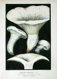 Leuba Mushroom Print 1890 Peppery Milkcap - Panteek Antique Prints