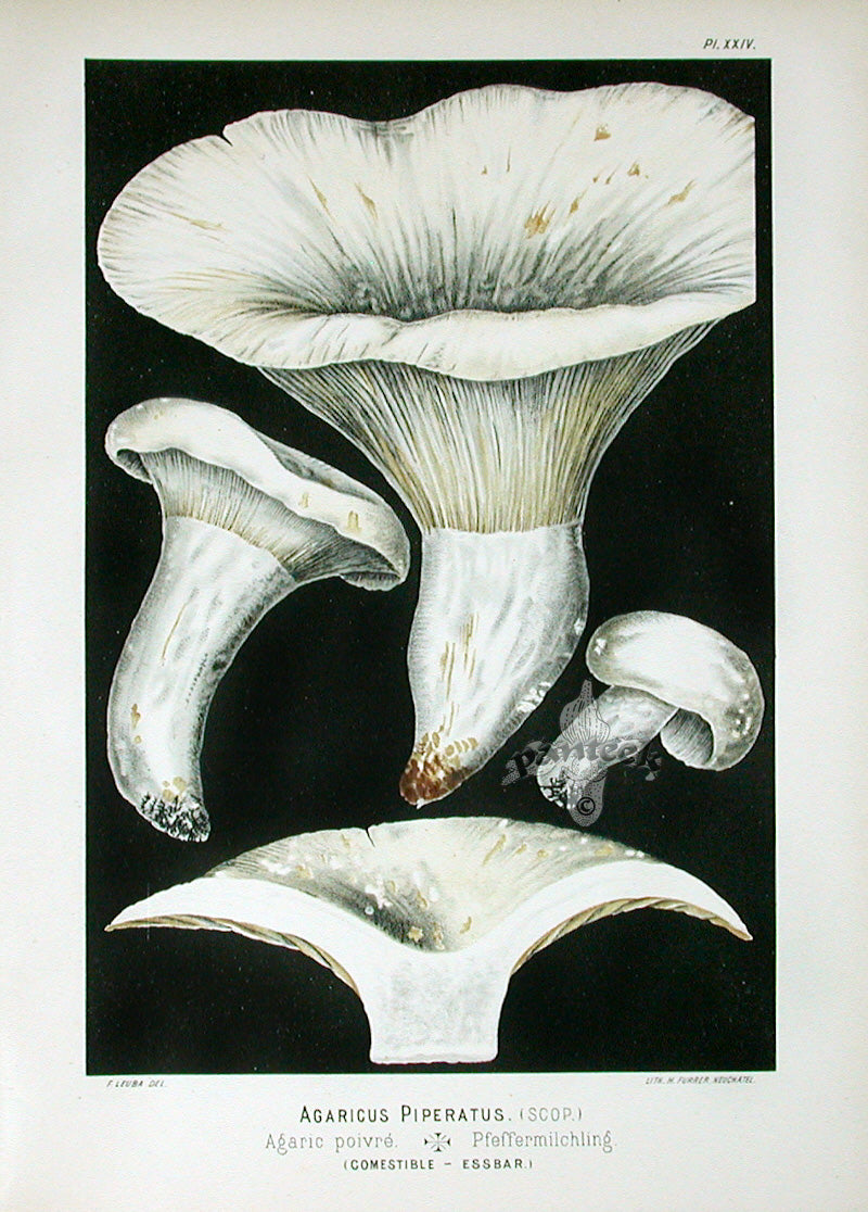 Leuba Mushroom Print 1890 Peppery Milkcap