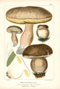 Leuba Mushroom Print 1890 Porcini Mushroom - Panteek Antique Prints