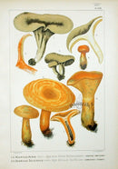 Leuba Mushroom Print 1890 Saffron Milk Cup - Panteek Antique Prints
