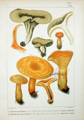 Leuba Mushroom Print 1890 Saffron Milk Cup