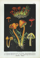 Leuba Mushroom Print 1890 Scarlet Agaricus - Panteek Antique Prints