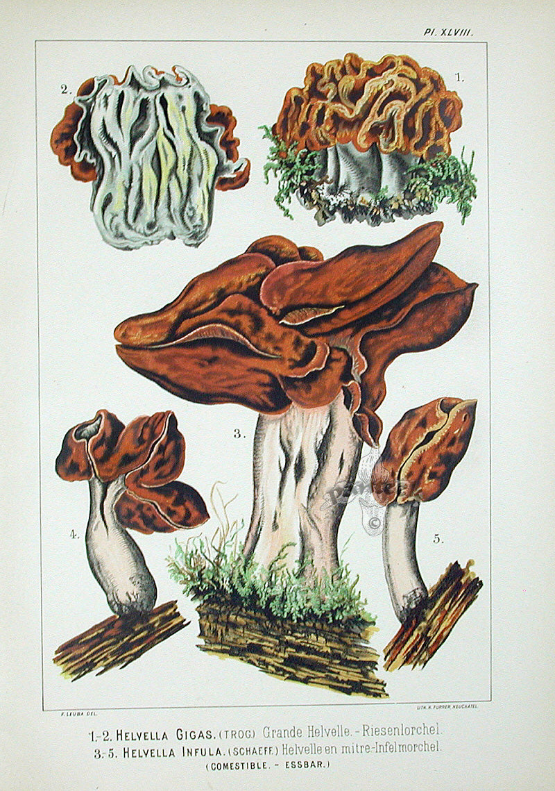 Leuba Mushroom Print 1890 Snow & Hooded False Morels