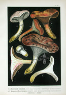 Leuba Mushroom Print 1890 Spike Cap - Panteek Antique Prints