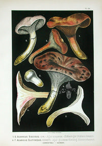 Leuba Mushroom Print 1890 Spike Cap - Panteek Antique Prints