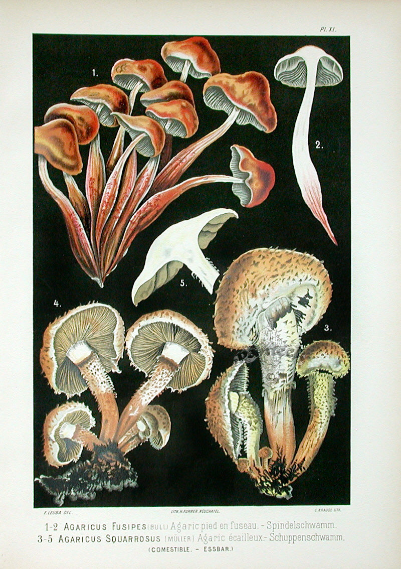 Leuba Mushroom Print 1890 Spindleshank