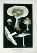 Leuba Mushroom Print 1890 St. George's - Panteek Antique Prints